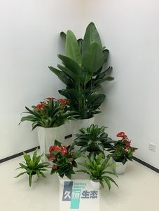嘉兴办公室花卉绿植租摆简约组合